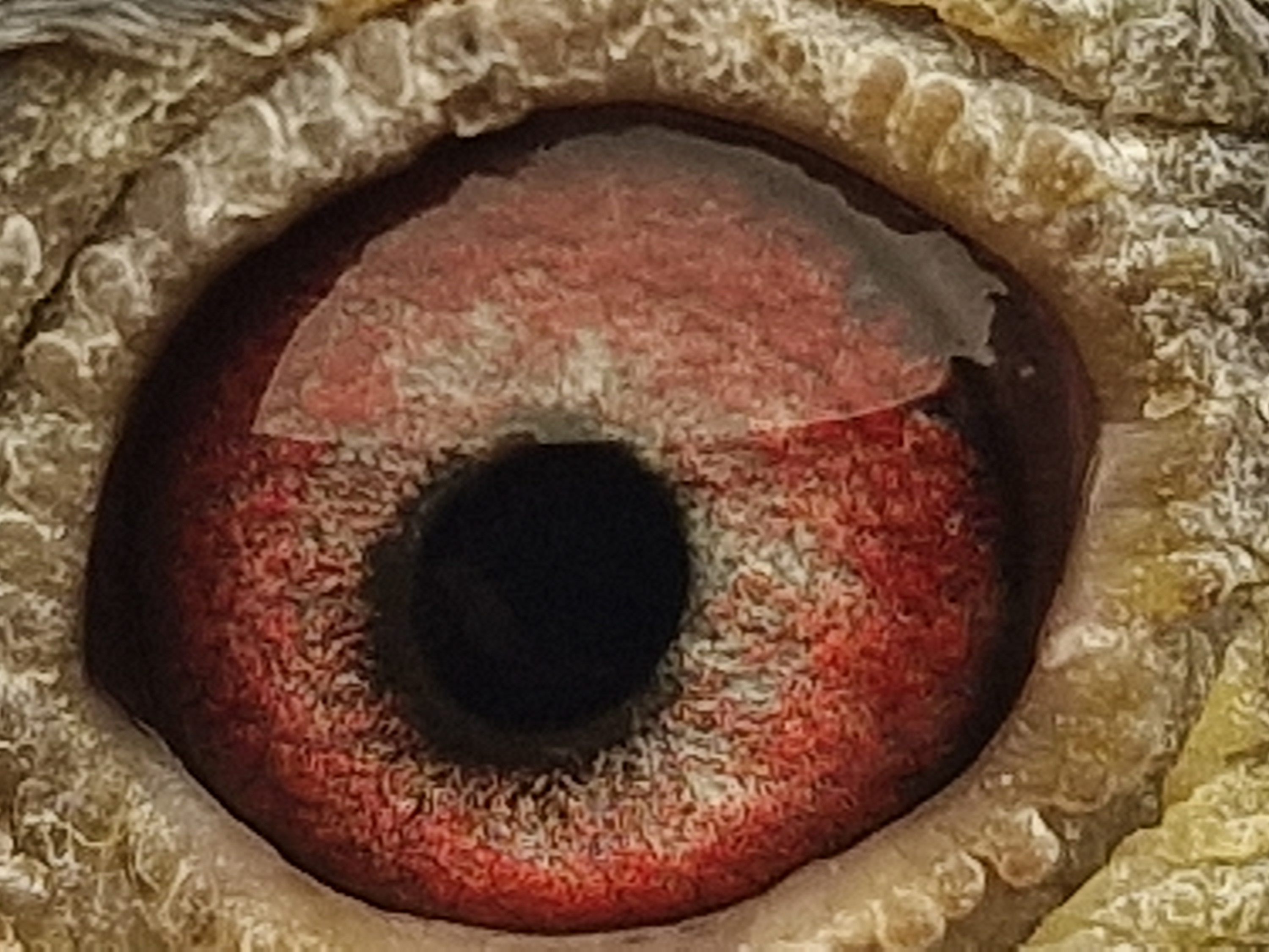 Pigeon eye